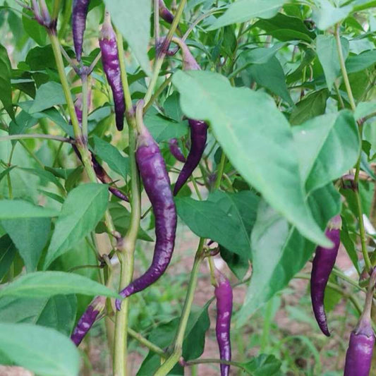 Purple Long Chili Seeds 50pcs | Hot Pepper Seeds for Home Garden