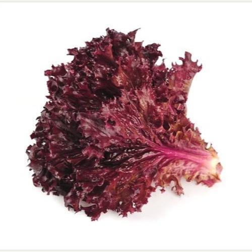 Purple Leaf Lettuce 500 Seeds
