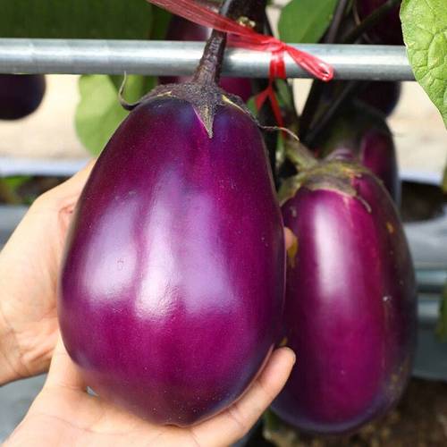 Purple Oval Eggplant 150 Seeds | High Yield Vegetable Garden Seeds