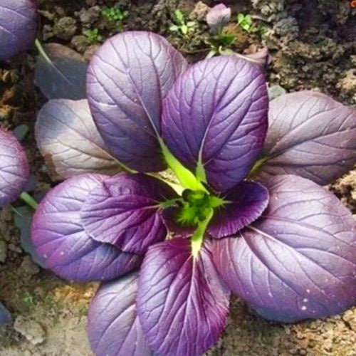 Purple Pechay Seeds – Vibrant Asian Leafy Vegetable (250 Seeds)
