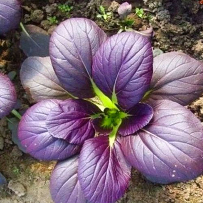Purple Pechay Seeds – Vibrant Asian Leafy Vegetable (250 Seeds)
