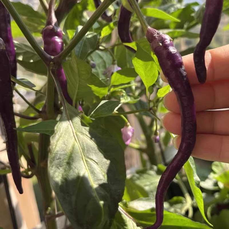 Purple Long Chili Seeds 50pcs | Hot Pepper Seeds for Home Garden