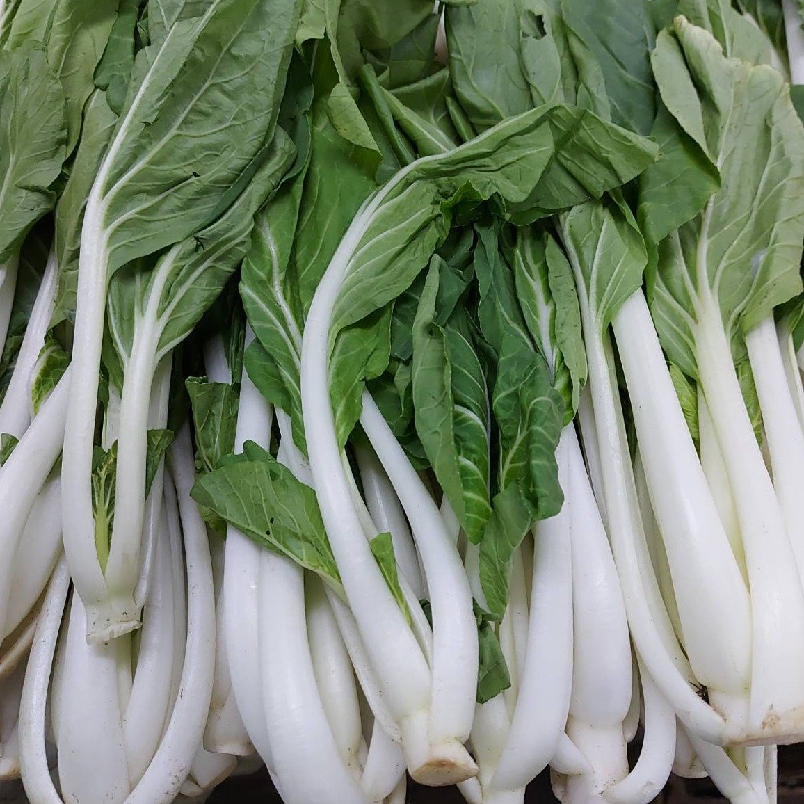 Rapid Pechay Cabbage Seeds – 300 Repacked Seeds | Fast-Growing, Tender & Easy-to-Grow Leafy Vegetable