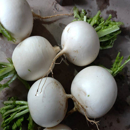 Round White Radish Seeds – 100 Repacked Seeds | Crisp, Nutritious Root Vegetable for Home Gardens