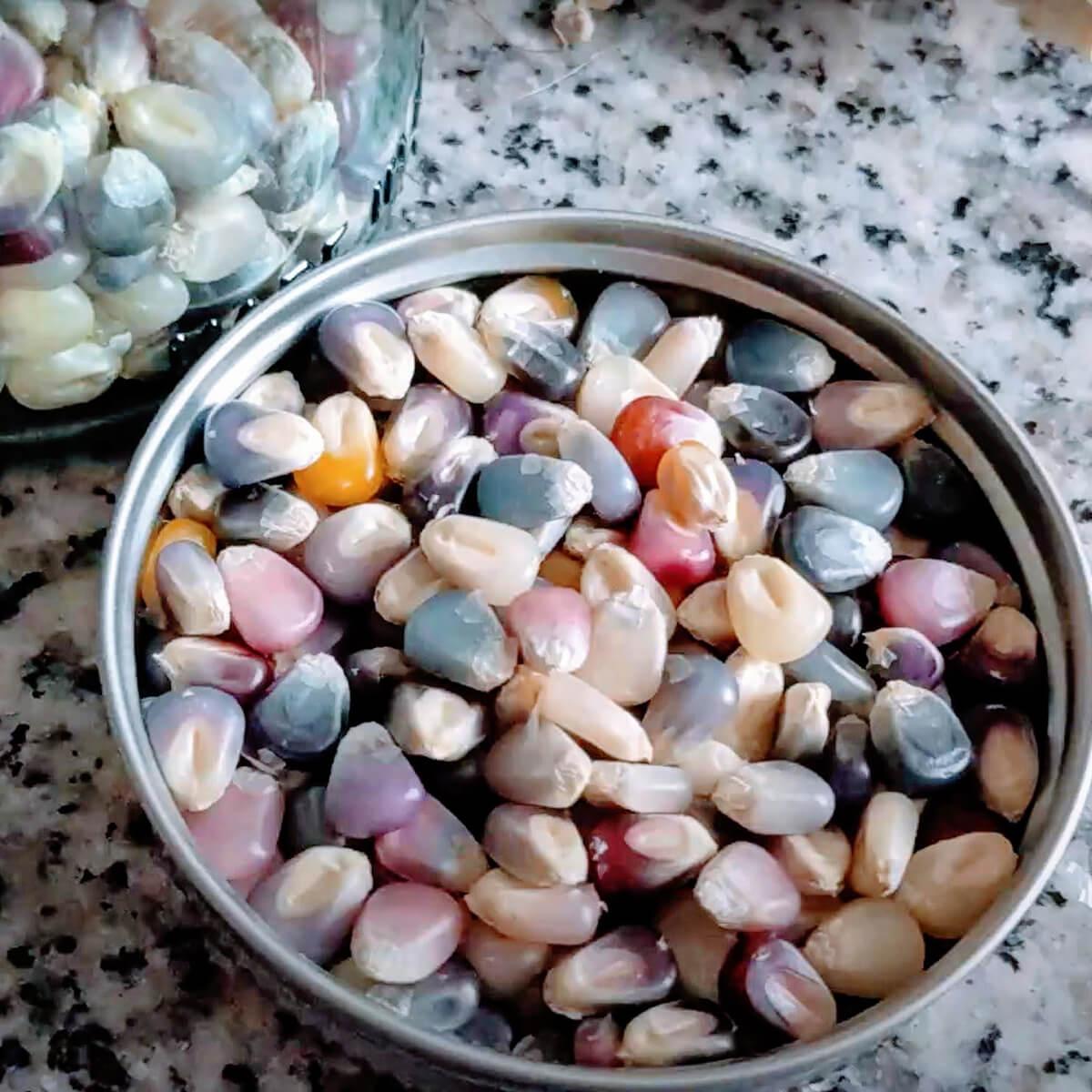 2-Color Hybrid Corn Seeds – 50 Seeds per Pack