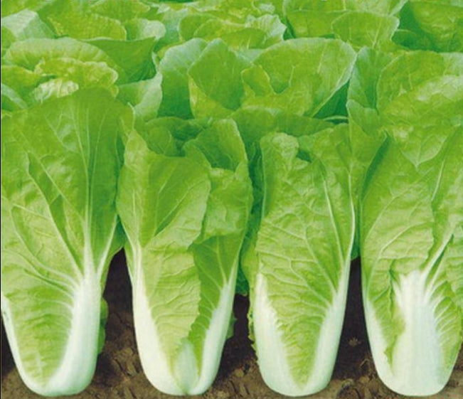 Rapid Pechay Cabbage Seeds – 300 Repacked Seeds | Fast-Growing, Tender & Easy-to-Grow Leafy Vegetable
