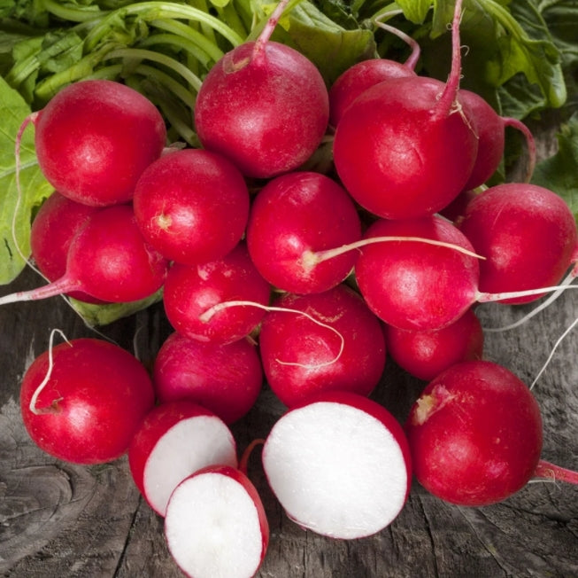Cherry Belle Radish – 100 Seeds (Repacked)