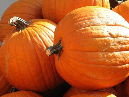 Jack O’ Lantern Pumpkin Seeds – 10 Repacked Seeds