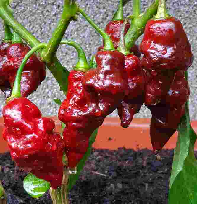 F1 Red Indian Chili Seeds 50pcs | High Yield Hot Pepper Seeds