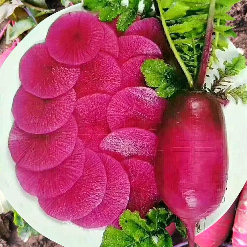 Red Long Radish Seeds – 100 Repacked Seeds | Crisp, Nutritious Root Vegetable for Home Gardens
