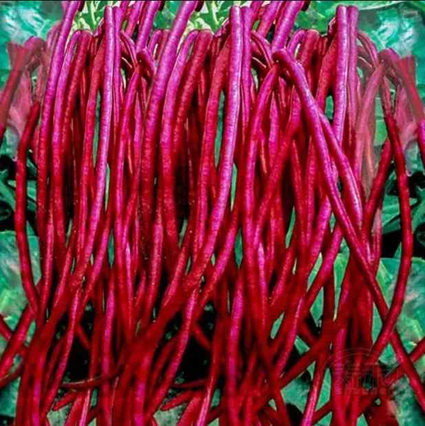 Dwarf Red Long Bean Seeds – 20 Repacked Seeds | Compact, High-Yield & Easy-to-Grow Vegetable for Home Gardens