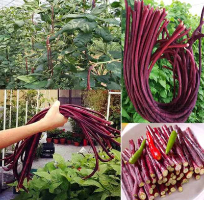Red Long Bean Seeds – 20 Seeds | High-Yield, Fast-Growing Vegetable for Home Gardens