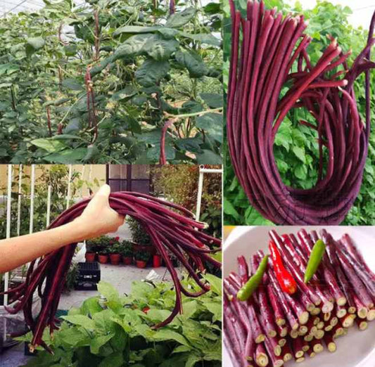 Red Long Bean Seeds – 20 Seeds | High-Yield, Fast-Growing Vegetable for Home Gardens