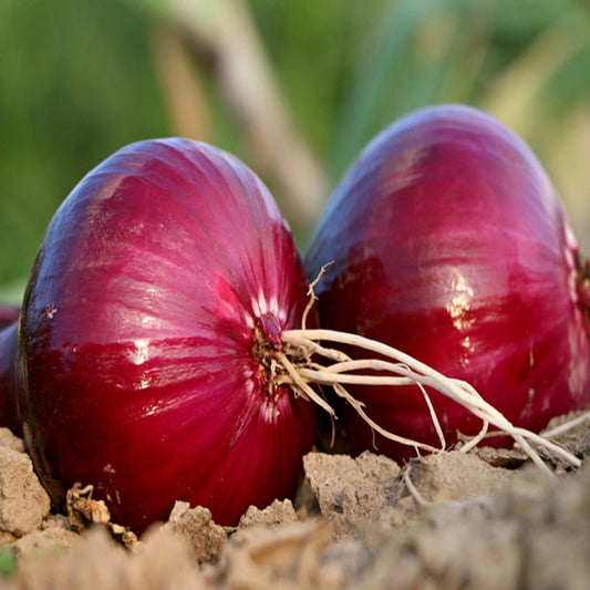 Red Onion Seeds – 250 Repacked Premium Seeds for Home Garden
