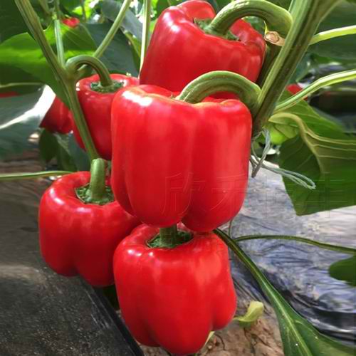 Red Bell Pepper Seeds – Sweet Capsicum | 100 Seeds