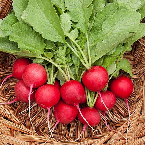 Cherry Belle Radish – 100 Seeds (Repacked)
