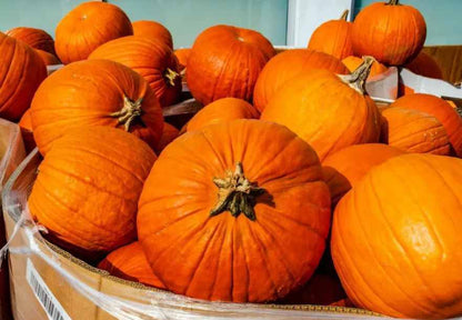 Jack O’ Lantern Pumpkin Seeds – 10 Repacked Seeds