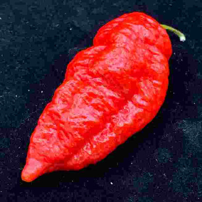 F1 Red Indian Chili Seeds 50pcs | High Yield Hot Pepper Seeds