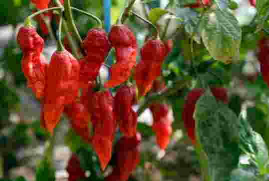 F1 Red Indian Chili Seeds 50pcs | High Yield Hot Pepper Seeds