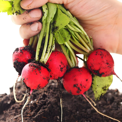 Cherry Belle Radish – 100 Seeds (Repacked)