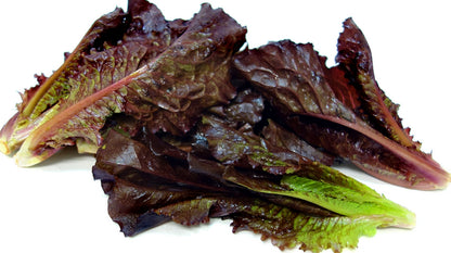 Baby Red Romaine Lettuce Seeds 500pcs Repacked | Crisp Salad Greens | Home Garden Vegetable Seeds