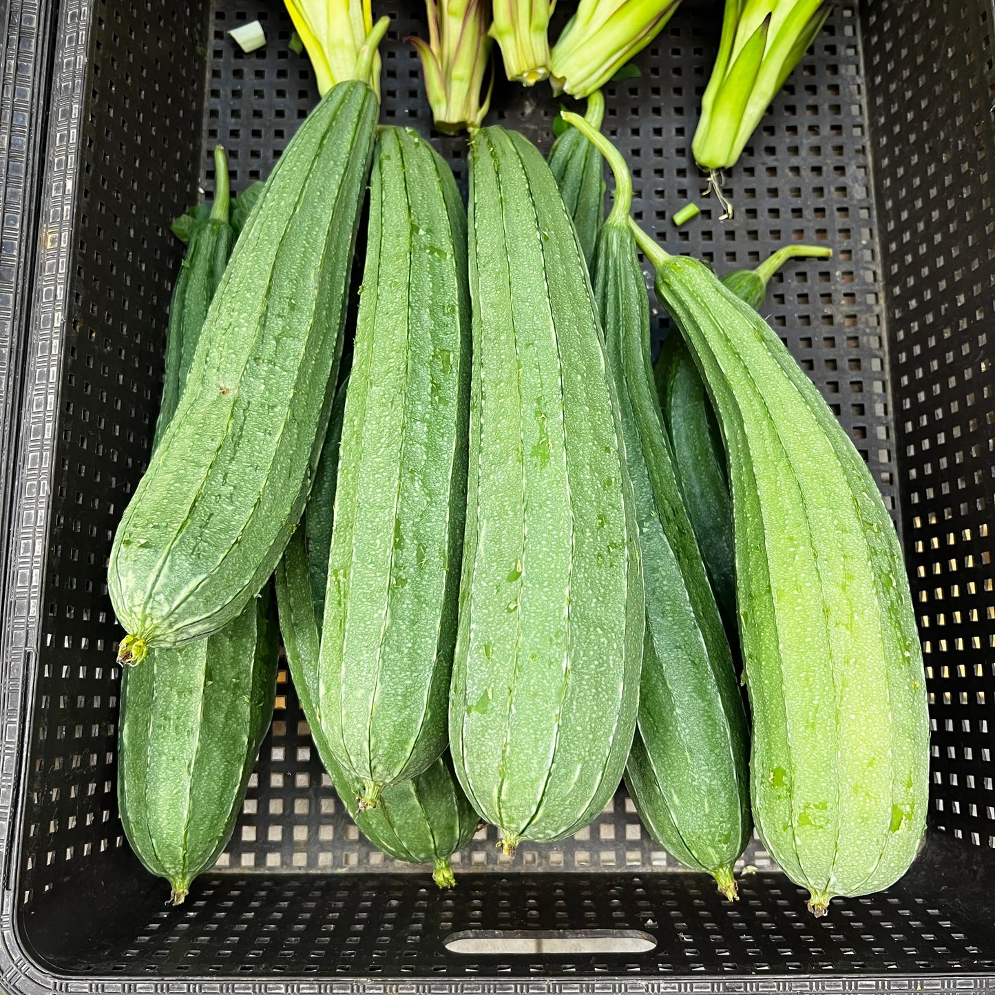 Patola Tagalog Seeds (Sponge Gourd) – Filipino Vegetable | 10 Seeds