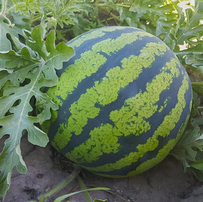 Round Watermelon Seeds – Sweet, Juicy Red Flesh | 15 Seeds