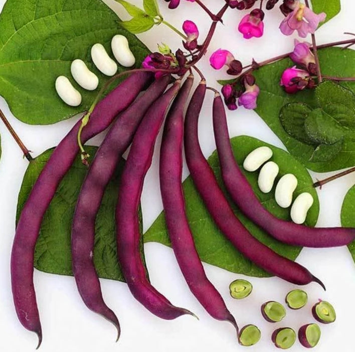 Purple Wax Bean 20 Seeds