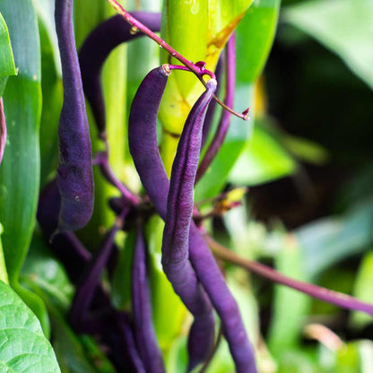 Purple Wax Bean 20 Seeds