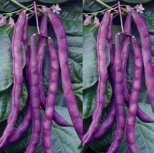 Purple Wax Bean 20 Seeds