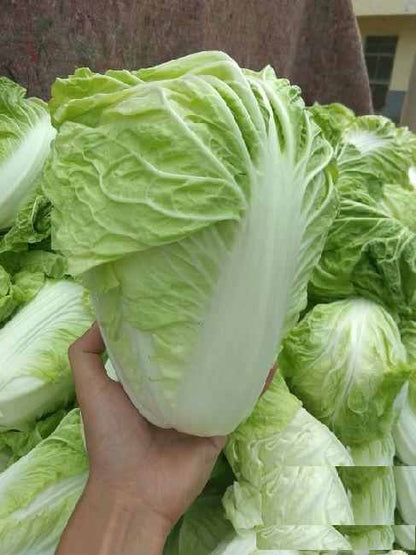 Chinese Cabbage Seeds – 300 Repacked Seeds | Fast-Growing, Nutritious Leafy Vegetable for Home Gardens