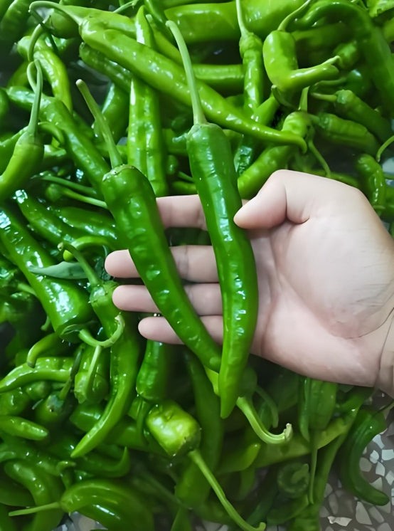 Sili Labuyo 50 Seeds | Siling Labuyo Hot Chili Seeds for Planting
