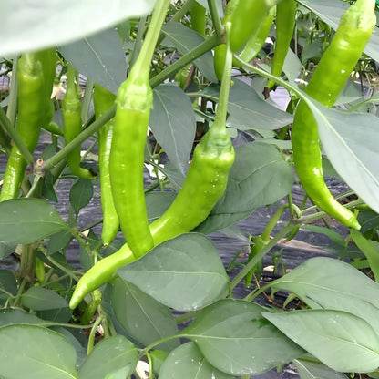 Sili Labuyo 50 Seeds | Siling Labuyo Hot Chili Seeds for Planting