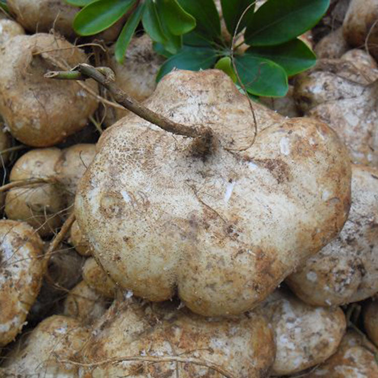 Singkamas Seeds (Jicama) – Crisp, Sweet Root Vegetable | 15 Seeds