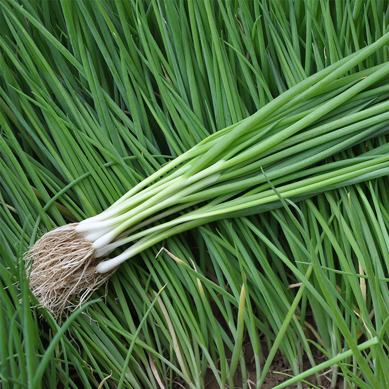 Small Spring Green Onion Seeds – Fresh, Crisp Green Onions (400 Seeds)