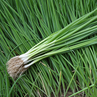 Small Spring Green Onion Seeds – Fresh, Crisp Green Onions (400 Seeds)