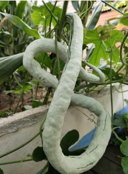 Snake Gourd Bean Vegetable Seeds (5 seeds)