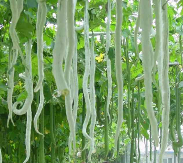 Snake Gourd Bean Vegetable Seeds (5 seeds)