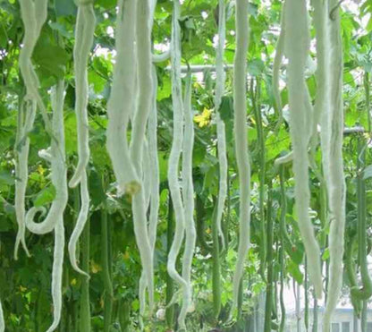 Snake Gourd Bean Vegetable Seeds (5 seeds)