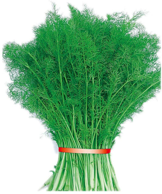 Stubble Fennel Seeds 300pcs Repacked | Aromatic Herb | Home Garden Vegetable | Easy to Grow