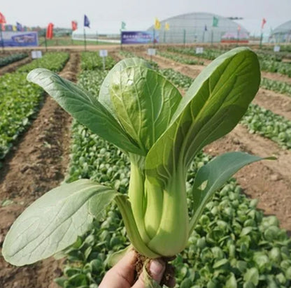 Premium Pack Bok Choy Seeds – 2,500 Repacked Seeds | Fast-Growing Asian Leafy Vegetable