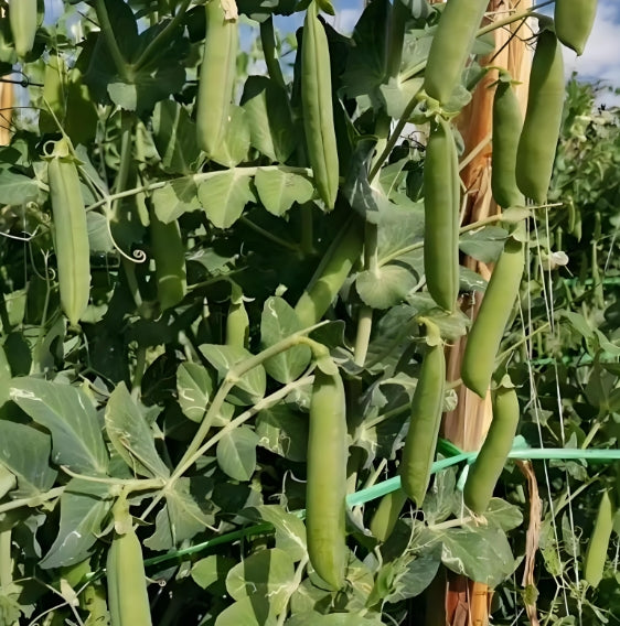 Snap Pea Seeds – 20 Repacked Seeds | Crisp, Sweet & Easy-to-Grow Vegetable for Home Gardens