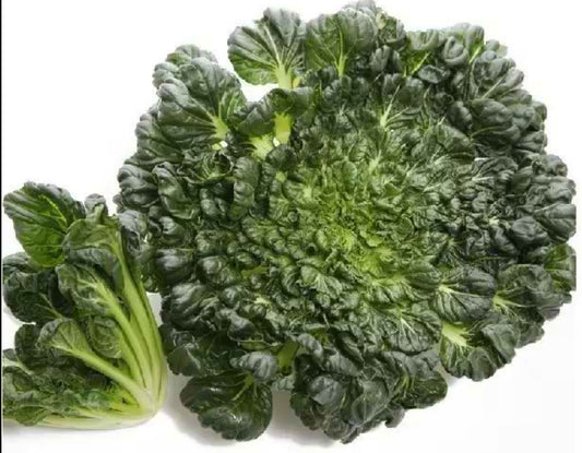 Tatsoi Seeds – Fast-Growing Asian Greens | 800 Seeds