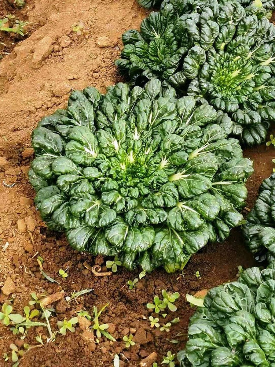 Tatsoi Seeds – Fast-Growing Asian Greens | 800 Seeds