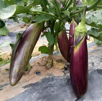Bamboo Silk Eggplant Seeds – 150 Repacked Seeds | Rare, High-Yield Variety with Smooth Skin & Rich Flavor | Non-GMO, Easy to Grow for Home Gardens