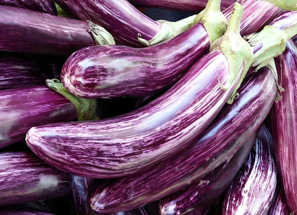 Bamboo Silk Eggplant Seeds – 150 Repacked Seeds | Rare, High-Yield Variety with Smooth Skin & Rich Flavor | Non-GMO, Easy to Grow for Home Gardens