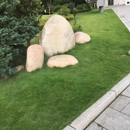 Premium Tifdwarf Hybrid Bermuda Grass Turf for Golf Courses & Sports Fields Grass Seeds 500grams ( 300,000 seeds )