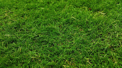Trial Pack Tifdwarf Hybrid Bermuda Grass Turf for Golf Courses & Sports Fields Grass Seeds 50grams ( 25,000 seeds )