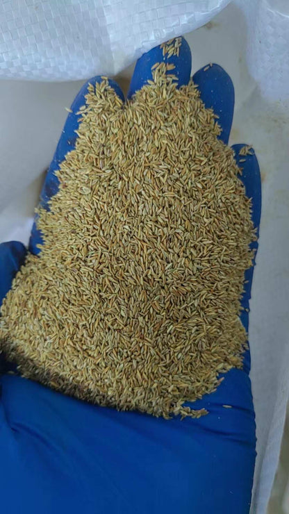 Trial Pack Tifdwarf Hybrid Bermuda Grass Turf for Golf Courses & Sports Fields Grass Seeds 50grams ( 25,000 seeds )