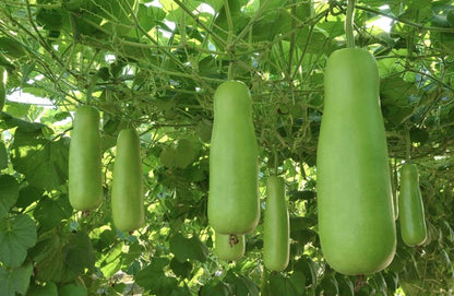 Upo (Bottle Gourd) Seeds 10pcs Repacked | Home Garden Vegetable | Long Green Gourds | Easy to Grow